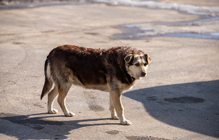 Суд взыскал с администрации Белева 15 тысяч рублей за нападение бездомной собаки на ребенка