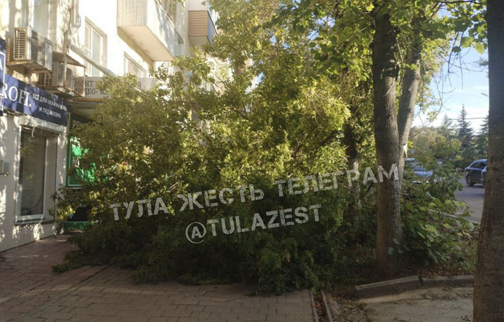 В Туле на улице Дмитрия Ульянова дерево упало на тротуар