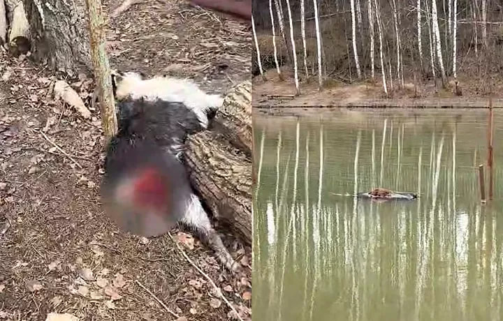 Полиция Тулы проверяет нападение собак на нутриевую ферму в Богородицке Полиция Тулы проверяет нападение собак на нутриевую ферму в Богородицке