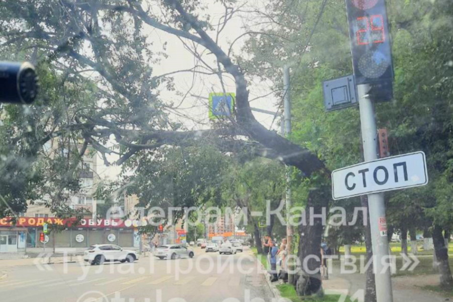 В Туле перекрыли дорогу на улице Староникитской из-за накренившегося дерева