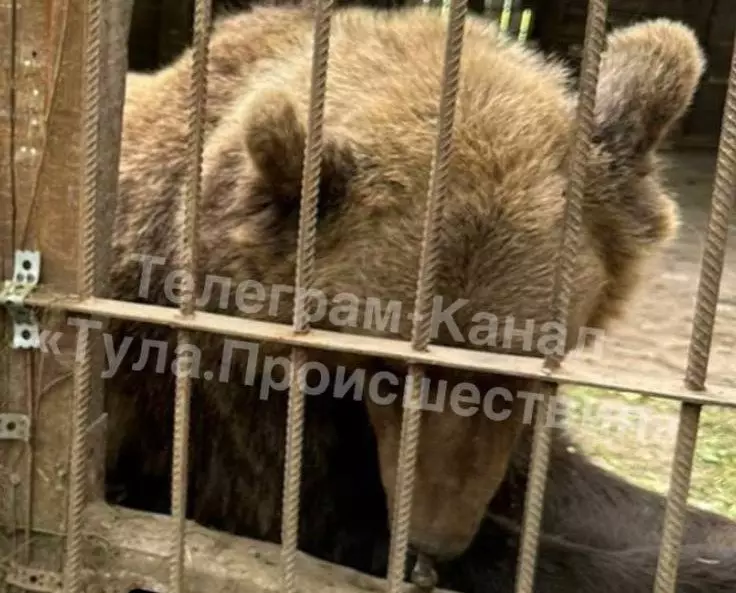 Медведь напал на человека в лесу