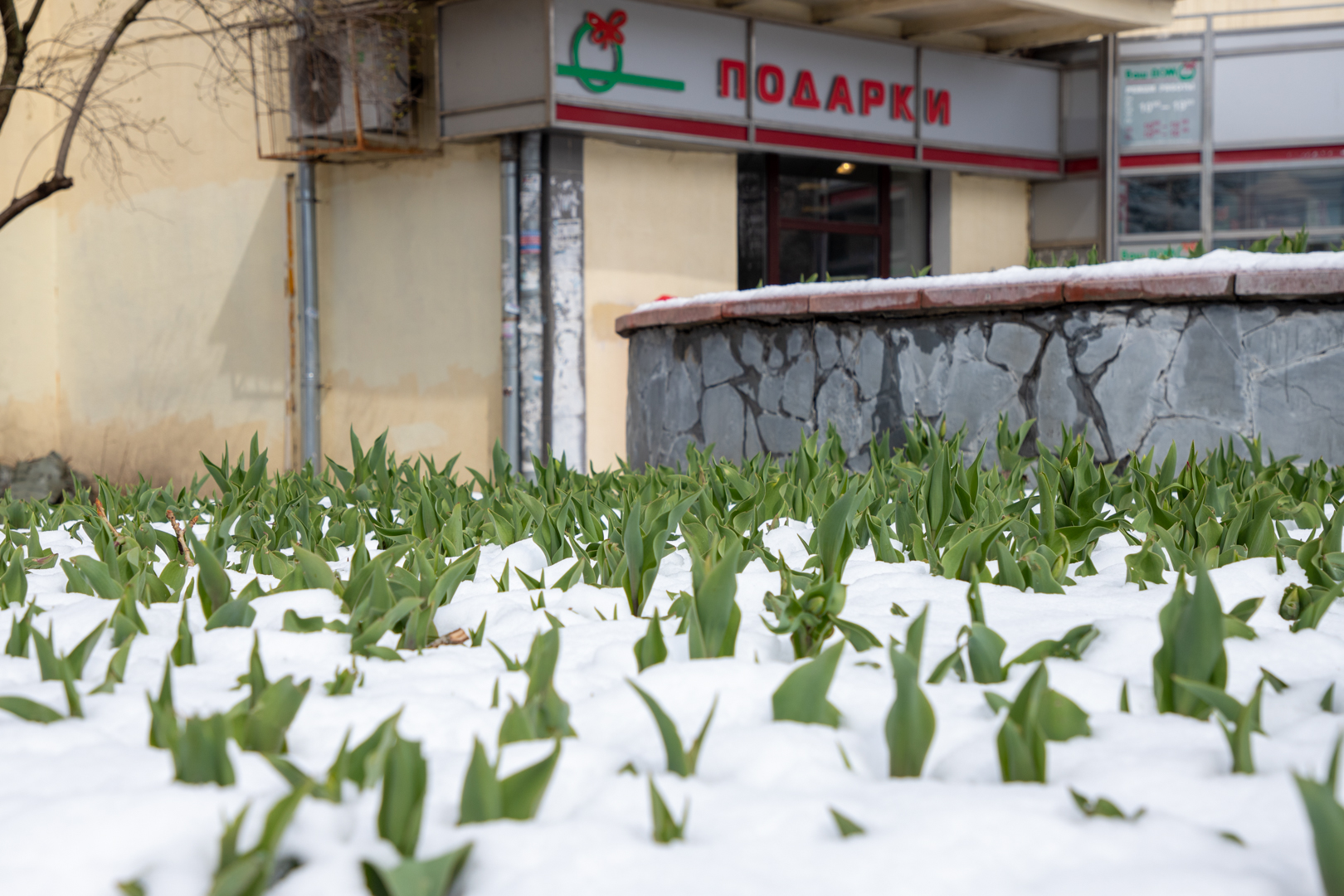 В Тульской области пройдет снег, и похолодает до -2 градусов 8 апреля