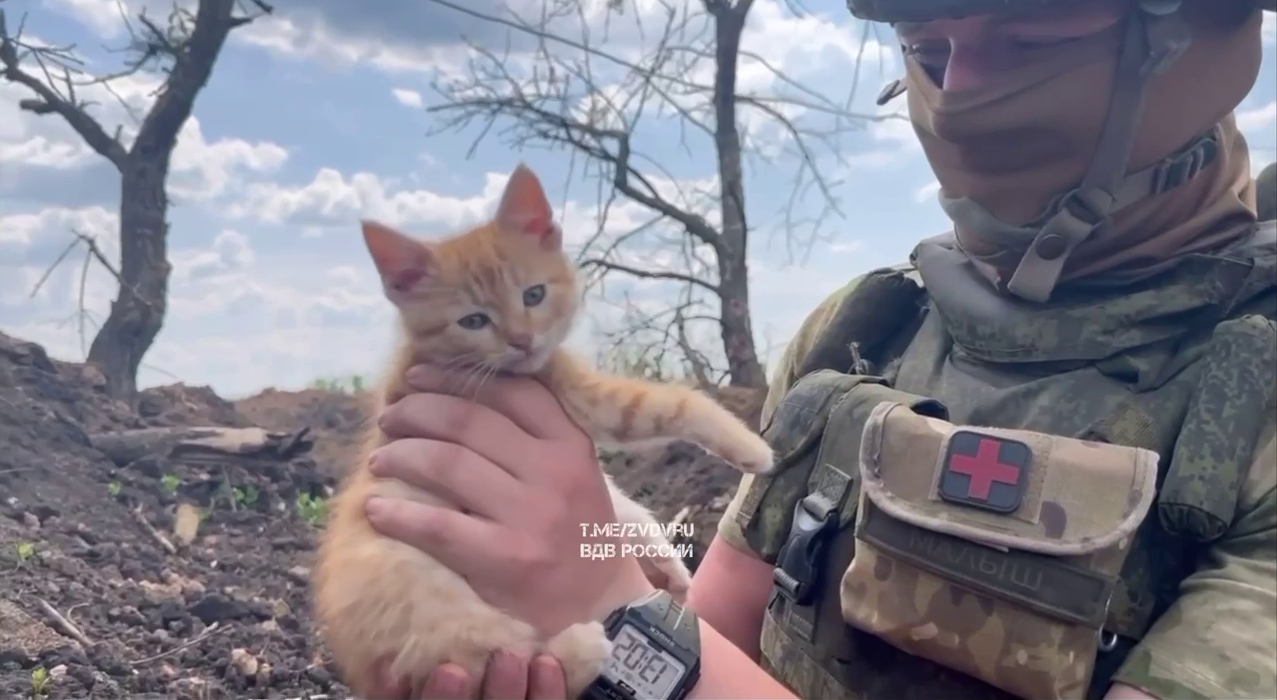 Рыжий котенок Гоша поднимает боевой дух тульских десантников на фронте в  зоне СВО — ТСН 24