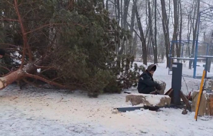 Жителей Узловой возмутила установка живой сосны в городском парке