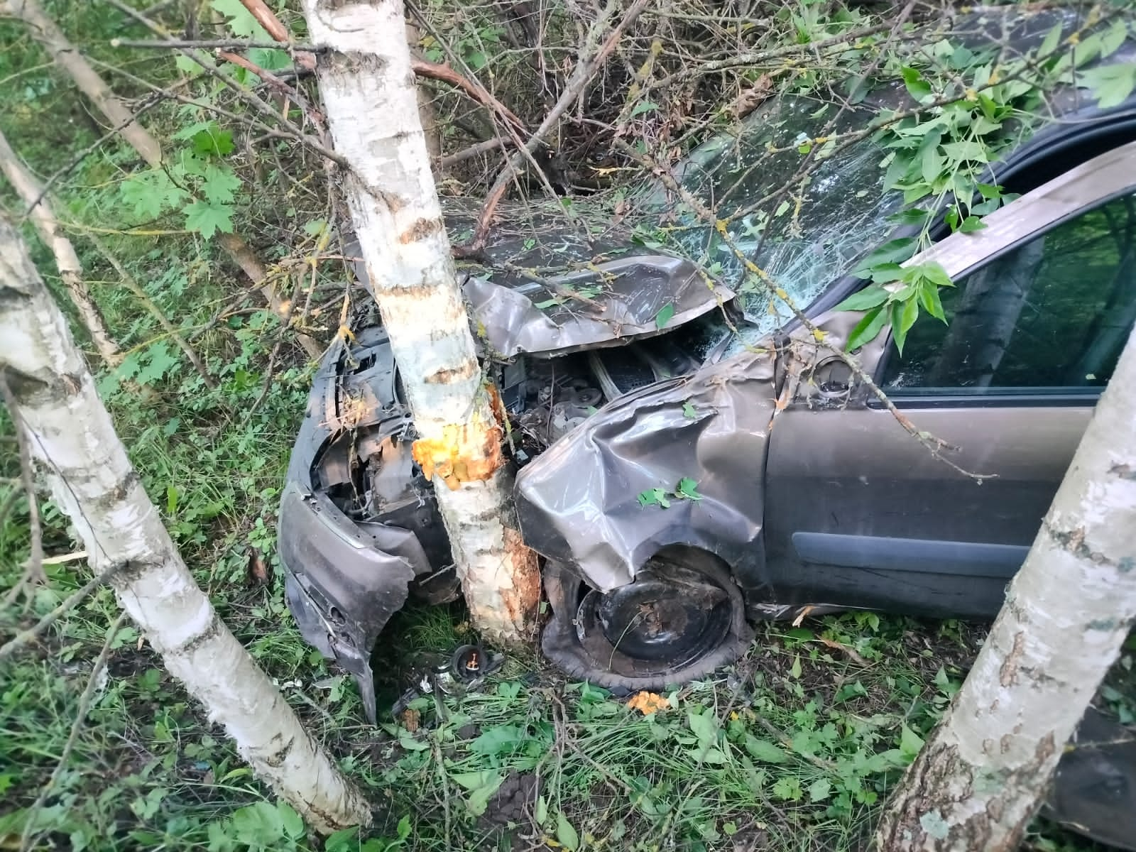 В Кимовском районе водитель Lada Largus вылетела в кювет и врезалась в  дерево: пострадала трехлетняя девочка — ТСН 24