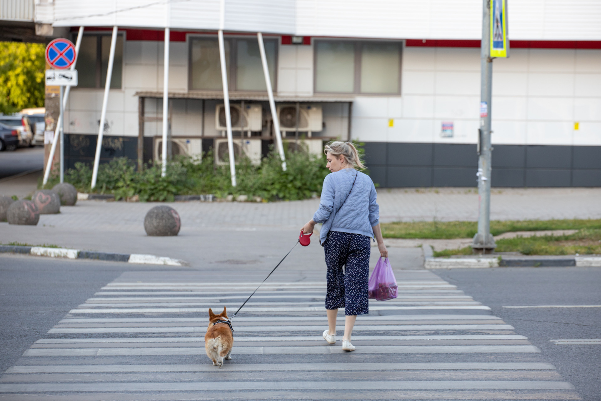 Каждый четвертый владелец собаки в Туле мечтает брать питомца на работу – исследование