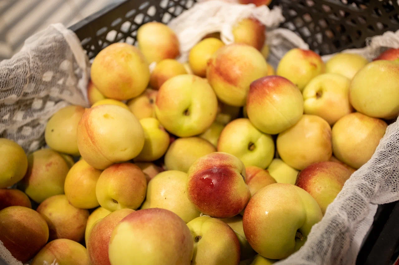 После майских заморозков в Тульской области прогнозируется снижение урожая яблок на 10%