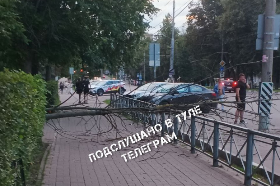 Дерево рухнуло на тротуар на улице Первомайской в Туле