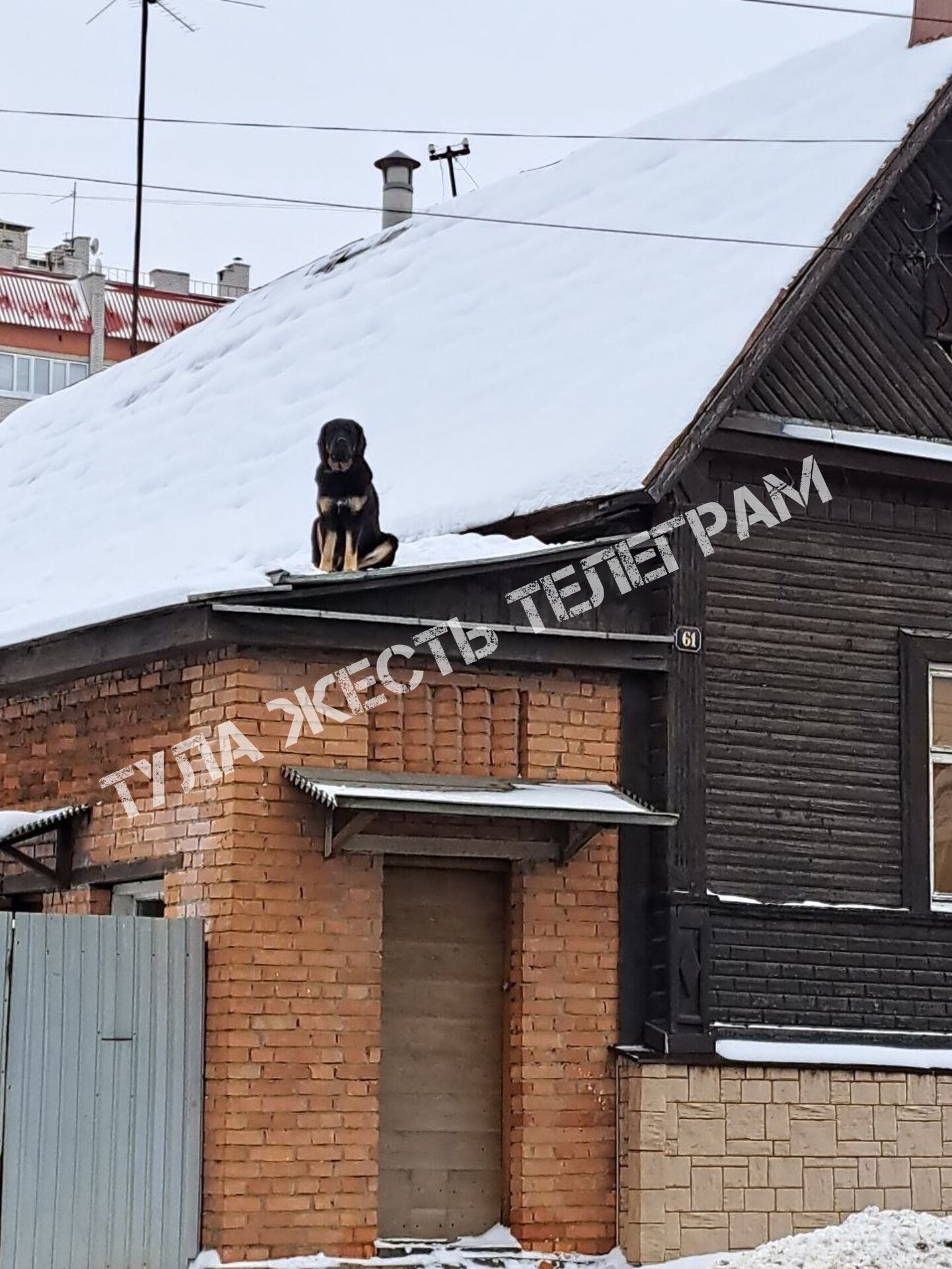 Туляков удивили собаки на крышах