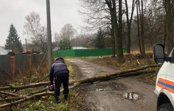 В Туле штормовой ветер повалил 18 деревьев