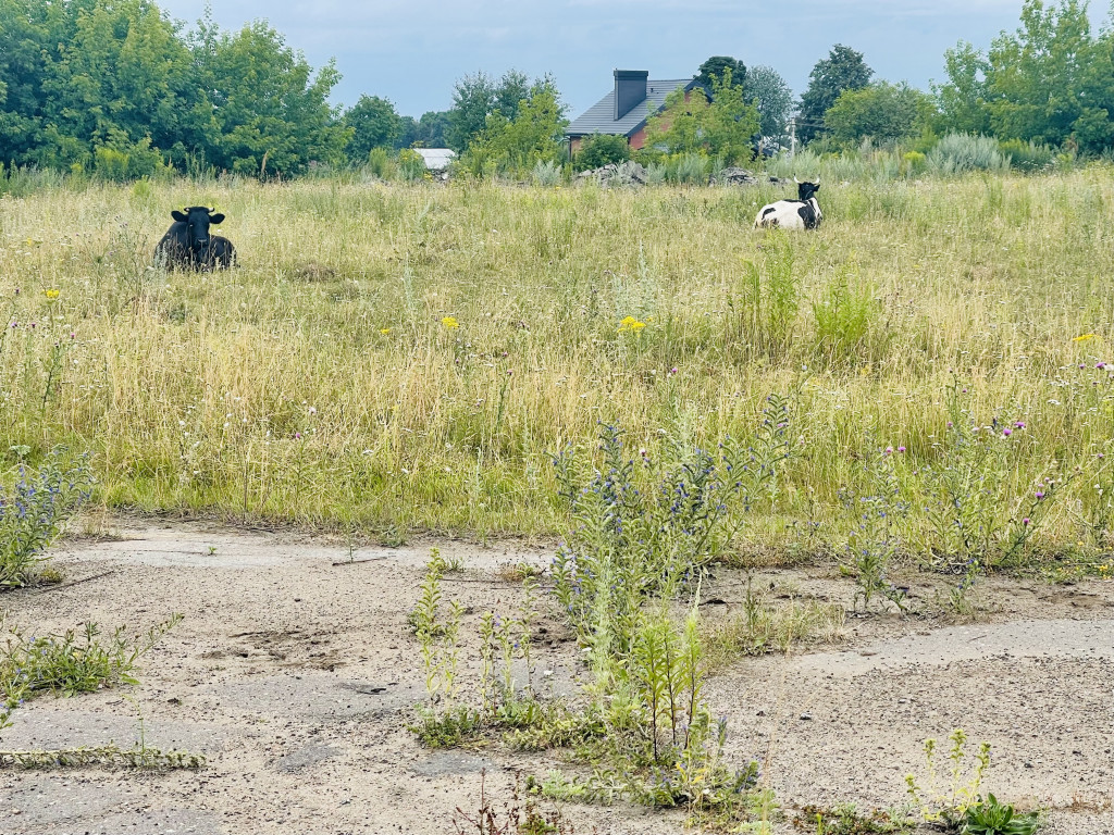 В Тульской области сократилось поголовье крупного рогатого скота