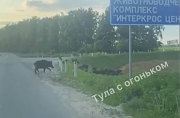 В Ясногорском районе жители снова заметили стадо диких кабанов