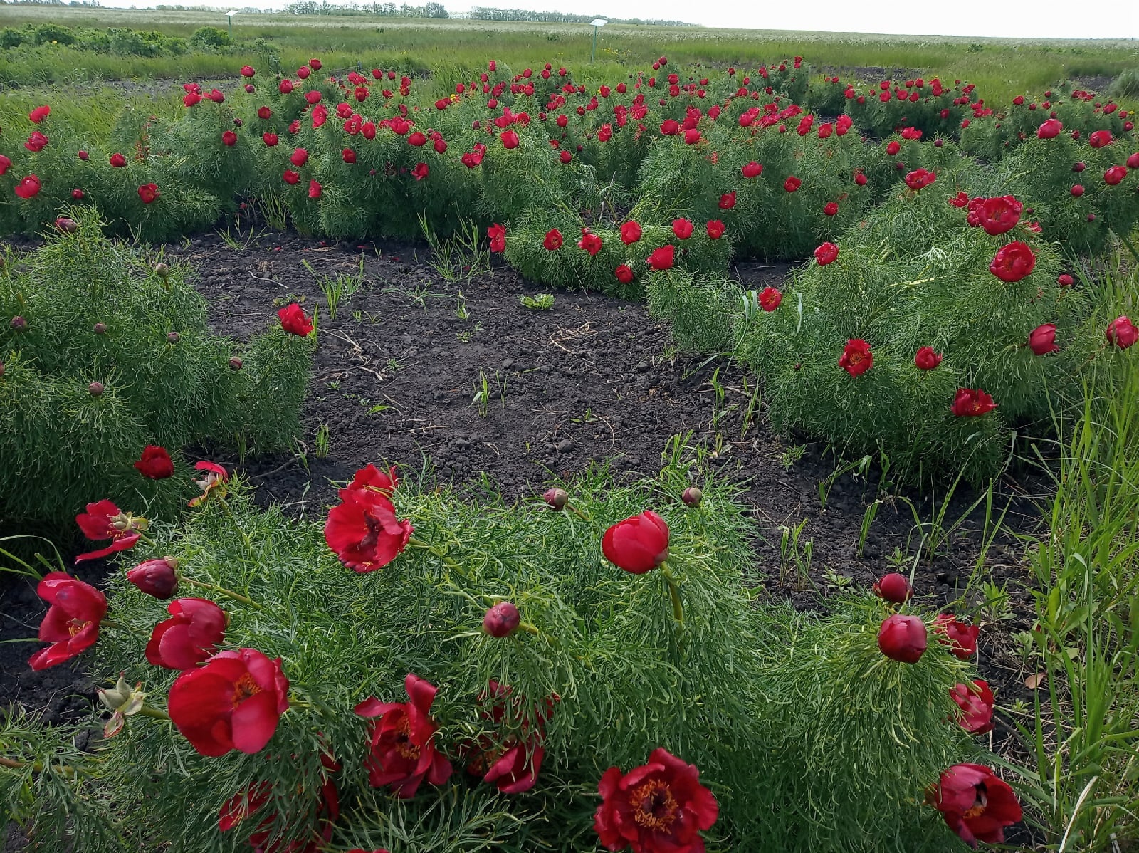 На Куликовом поле зацвел краснокнижный пион