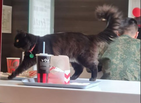 Туляки пожаловались на кота, гуляющего по столам в одном из городских кафе