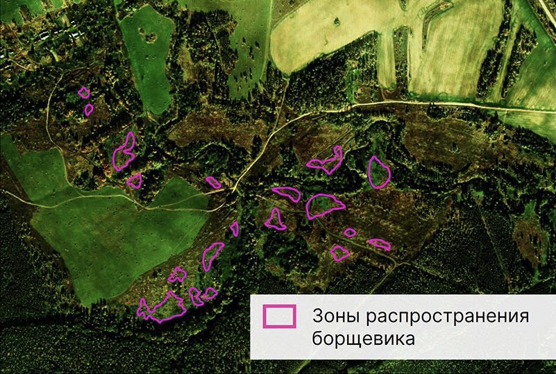 Борщевик в Тульской области оказалось видно при съемке со спутника