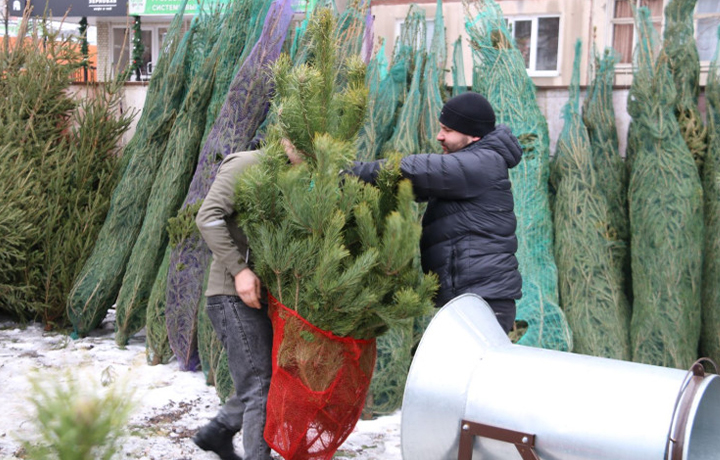 В Туле открылись елочные базары 20 декабря