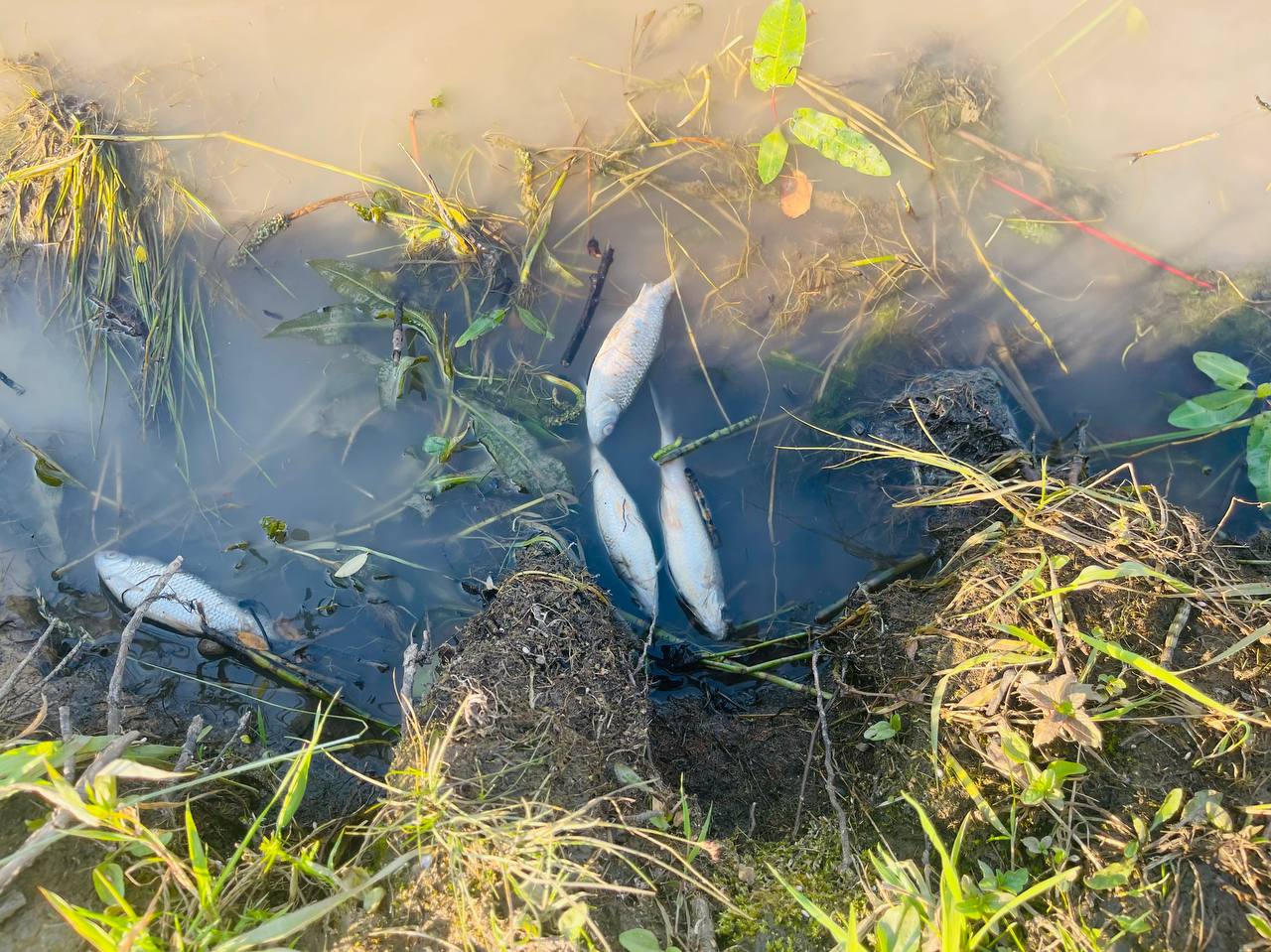 Дохлые рыбы в воде. Бушовский пруд Тульская область.