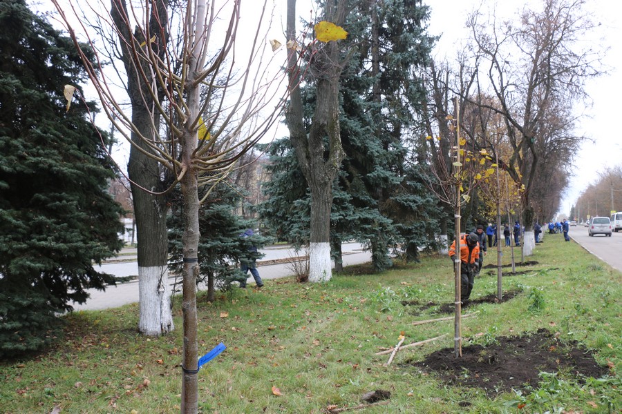 На улице Московской в Новомосковске высадили десять молодых лип
