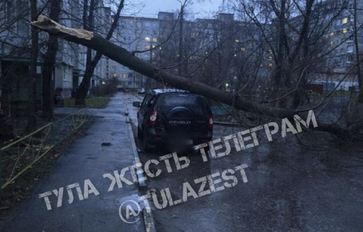 В Туле на улице Максима Горького дерево упало на крышу машины