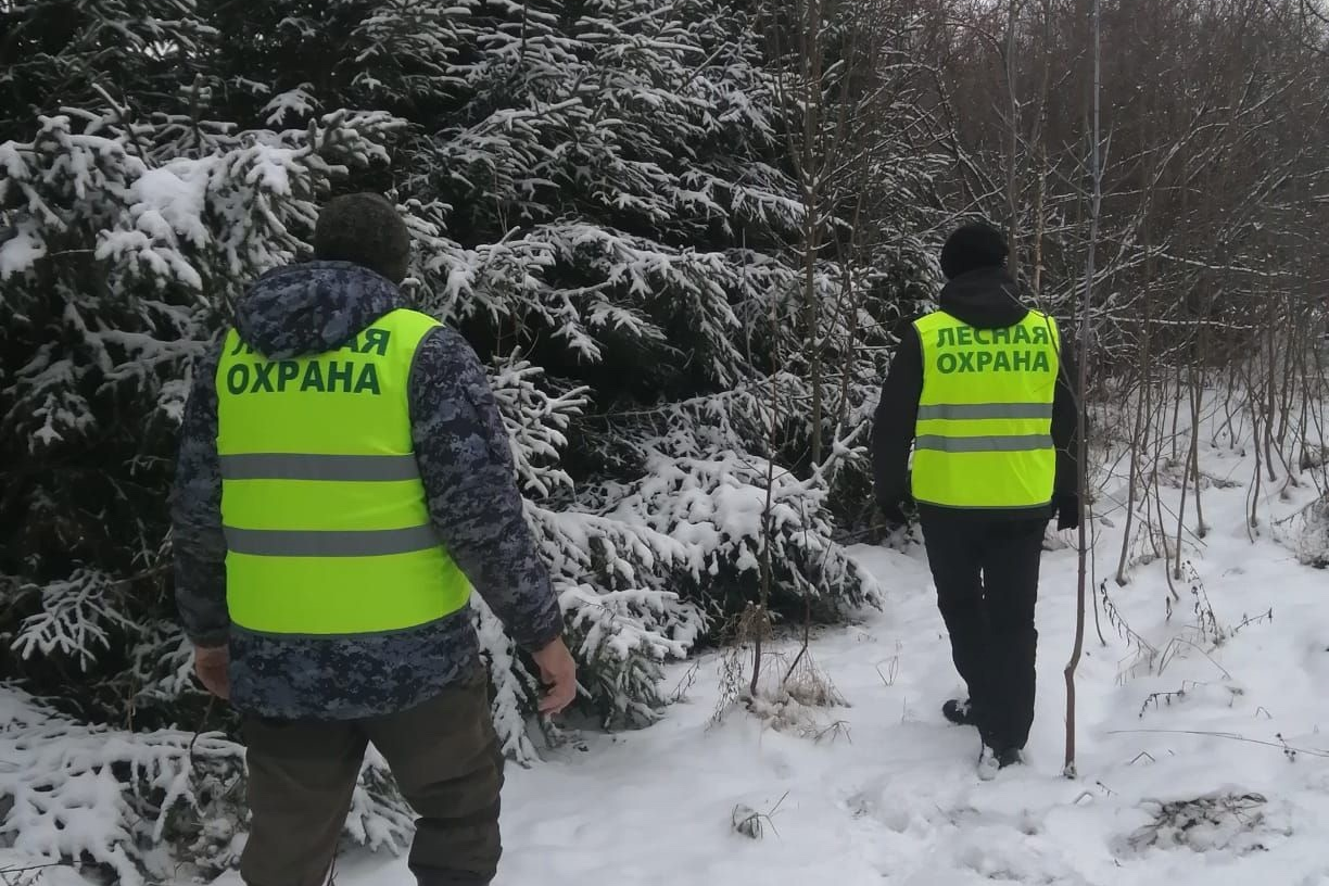 В тульских лесах усилили охрану елей перед новогодними праздниками
