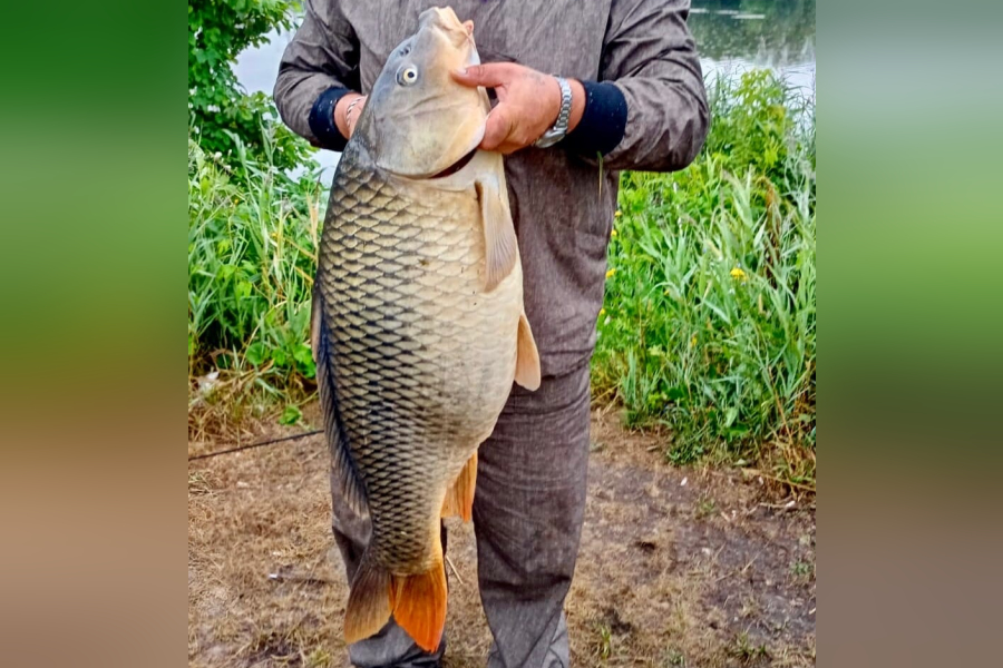 Рыба 12 кг. Рыбы Новосибирской области. Рыбы в пруду. Прудик с рыбками.