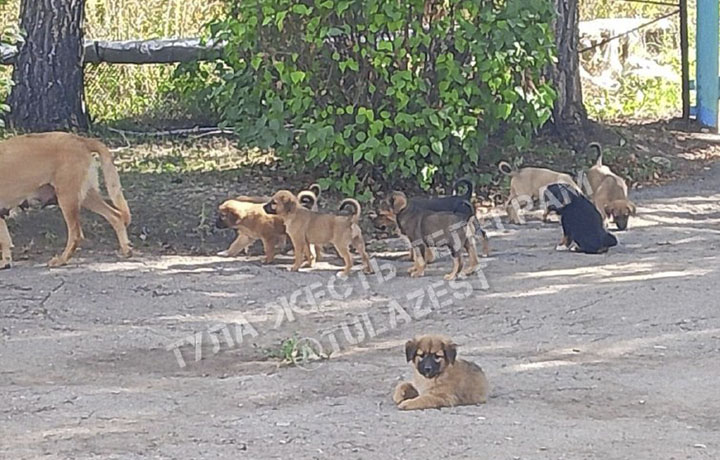 Жители Красного Яра жалуются на собачье семейство, гуляющее у детского сада