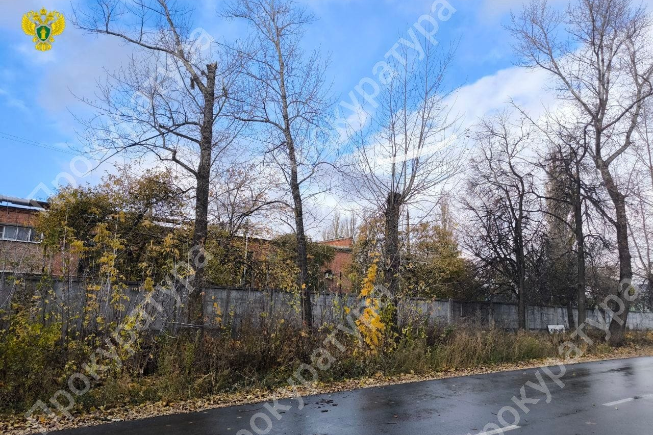 В Ефремове на прохожего рухнуло дерево: мужчина находится в тяжелом состоянии