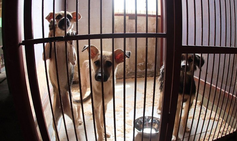 В Тульской области могут создать новый государственный приют для животных