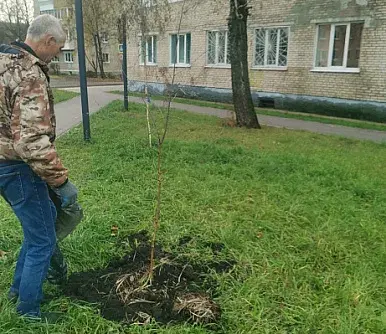 В Узловой высадили молодые березы и сосны