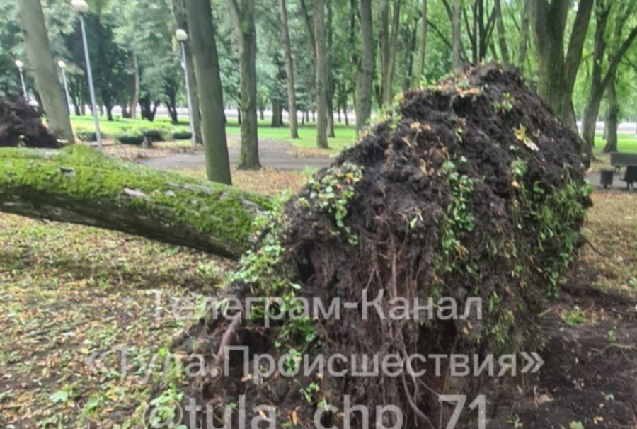 ﻿В Центральном парке Тулы ветер вырвал дерево с корнем