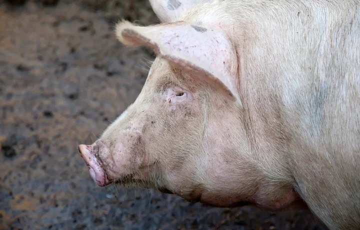 В этом году в Тульской области зарегистрировали 336,5 тысяч голов свиней