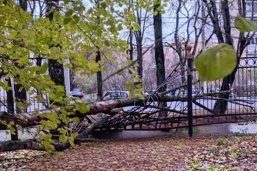 Упавшее дерево сломало забор в Центральном парке Тулы