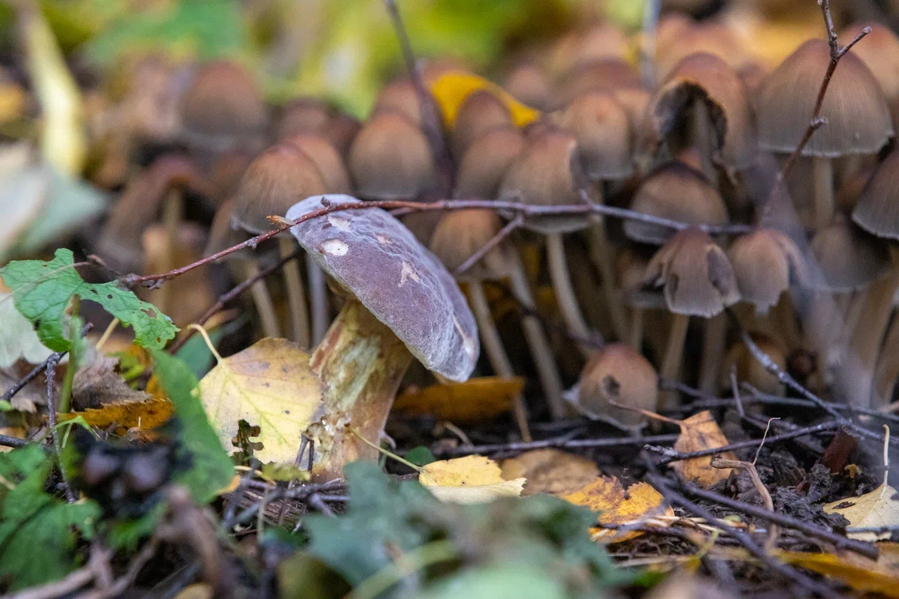 грибы растущие на навозе фото и названия