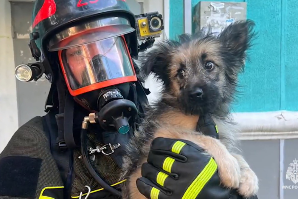 Новомосковские пожарные спасли щенка из огня