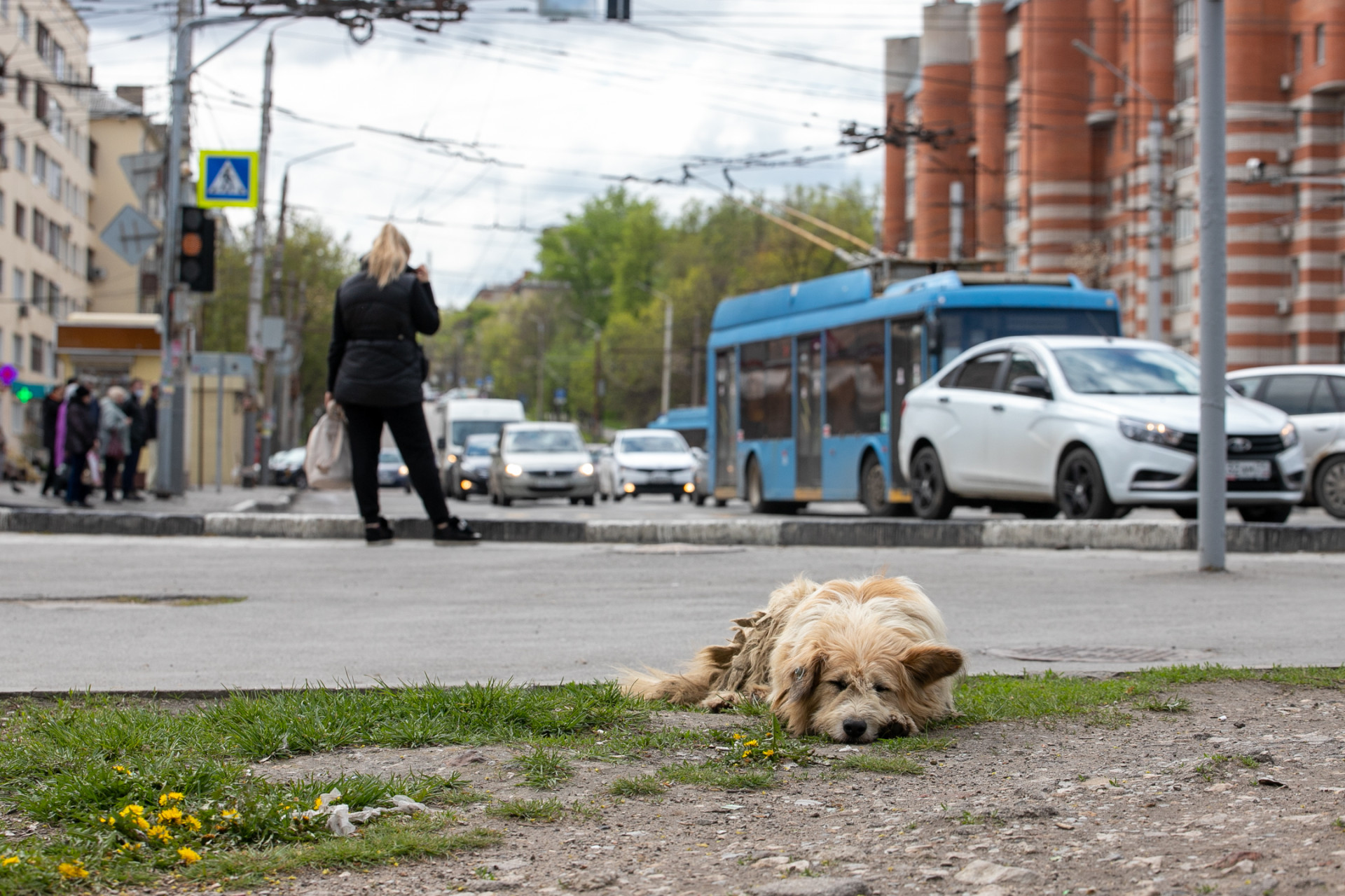 «Животные-компаньоны не могут выживать без человека»: трогательные истории  волонтеров, которые не отвернулись от проблем бездомных собак и кошек — ТСН  24