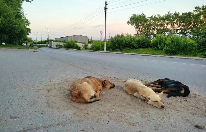 На улице Пузакова в Туле обнаружен очаг лептоспироза собак