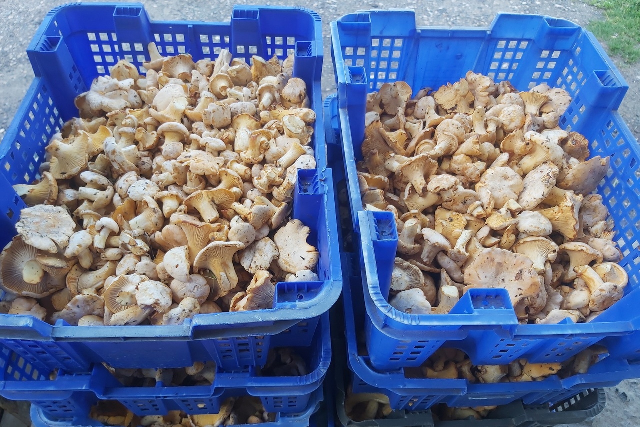 ﻿Туляки килограммами забирают грибы из лесов после дождей