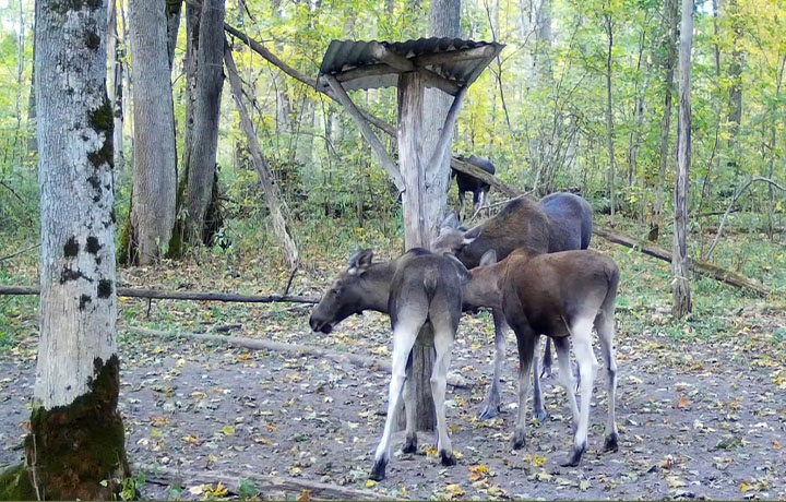 Лосиная семья попала в фотоловушку на солонце на границе Тульской и Калужской областей