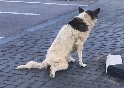 Сбитая автомобилем собака десять дней погибает в посадке в Тульской области