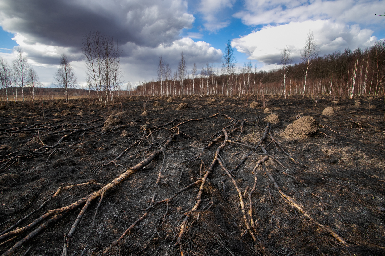 Число ландшафтных пожаров в Тульской области сократилось вдвое за год