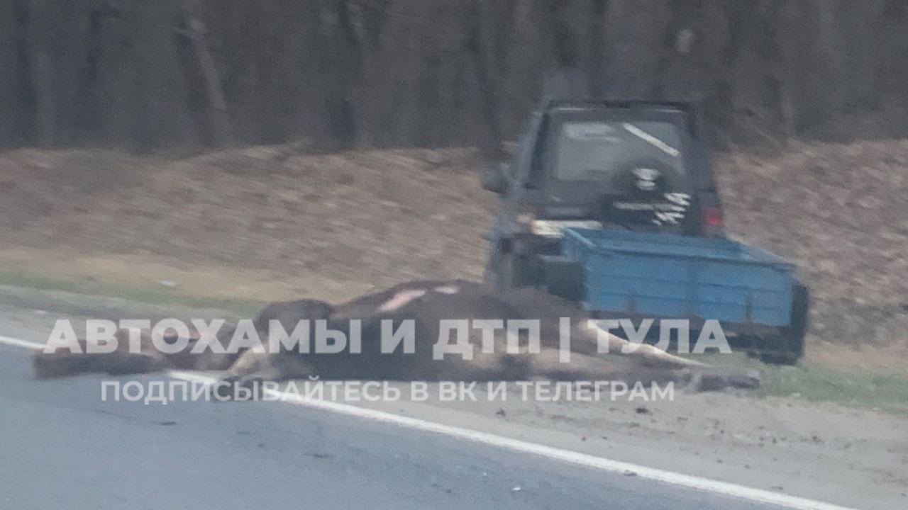 На трассе М-2 "Крым" в Чернском районе насмерть сбили лося