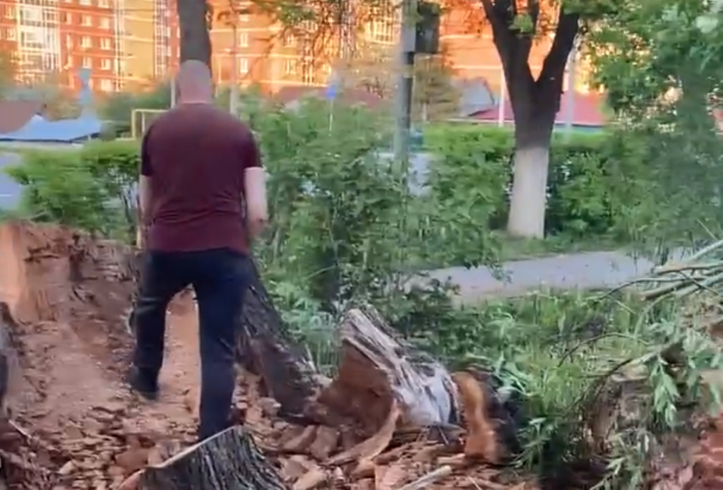 Тулякам пришлось самим спилить опасное дерево из-за бездействия администрации