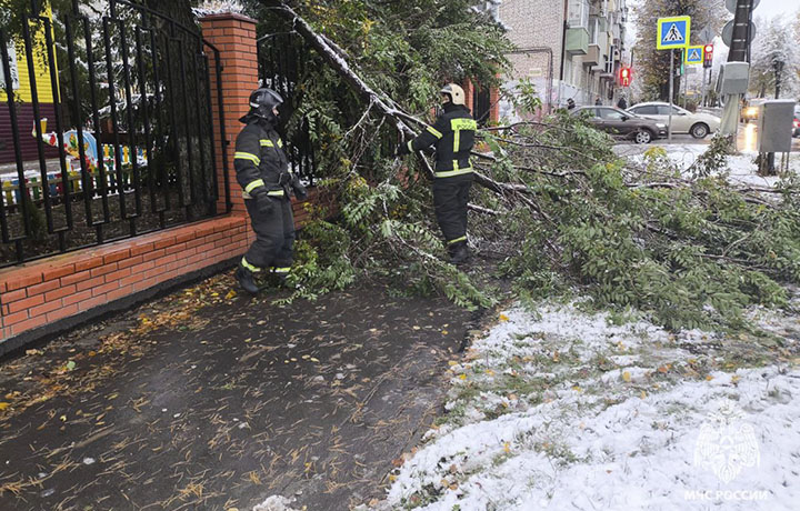 В Тульской области из-за непогоды упали 25 деревьев