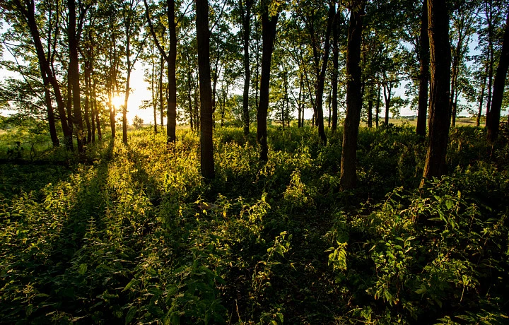 В Тульской области пройдет государственная инвентаризация лесов