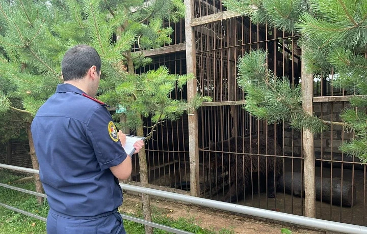 Уголовное дело по факту нападения медведя на женщину с ребенком на зооферме под Алексином направлено в суд