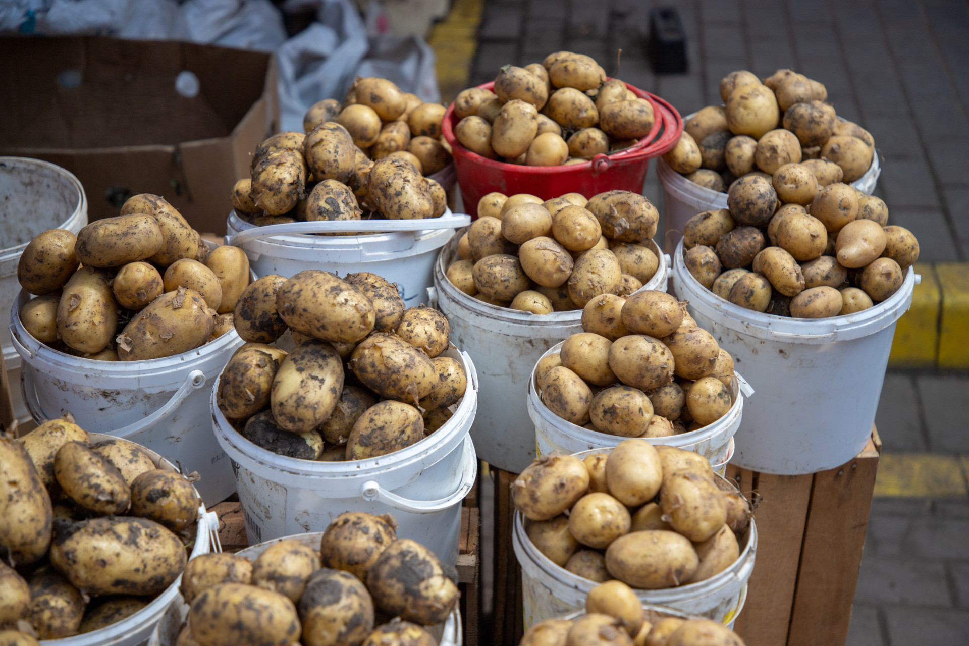 Более 12 тысяч тонн картофеля выкопали в Тульской области