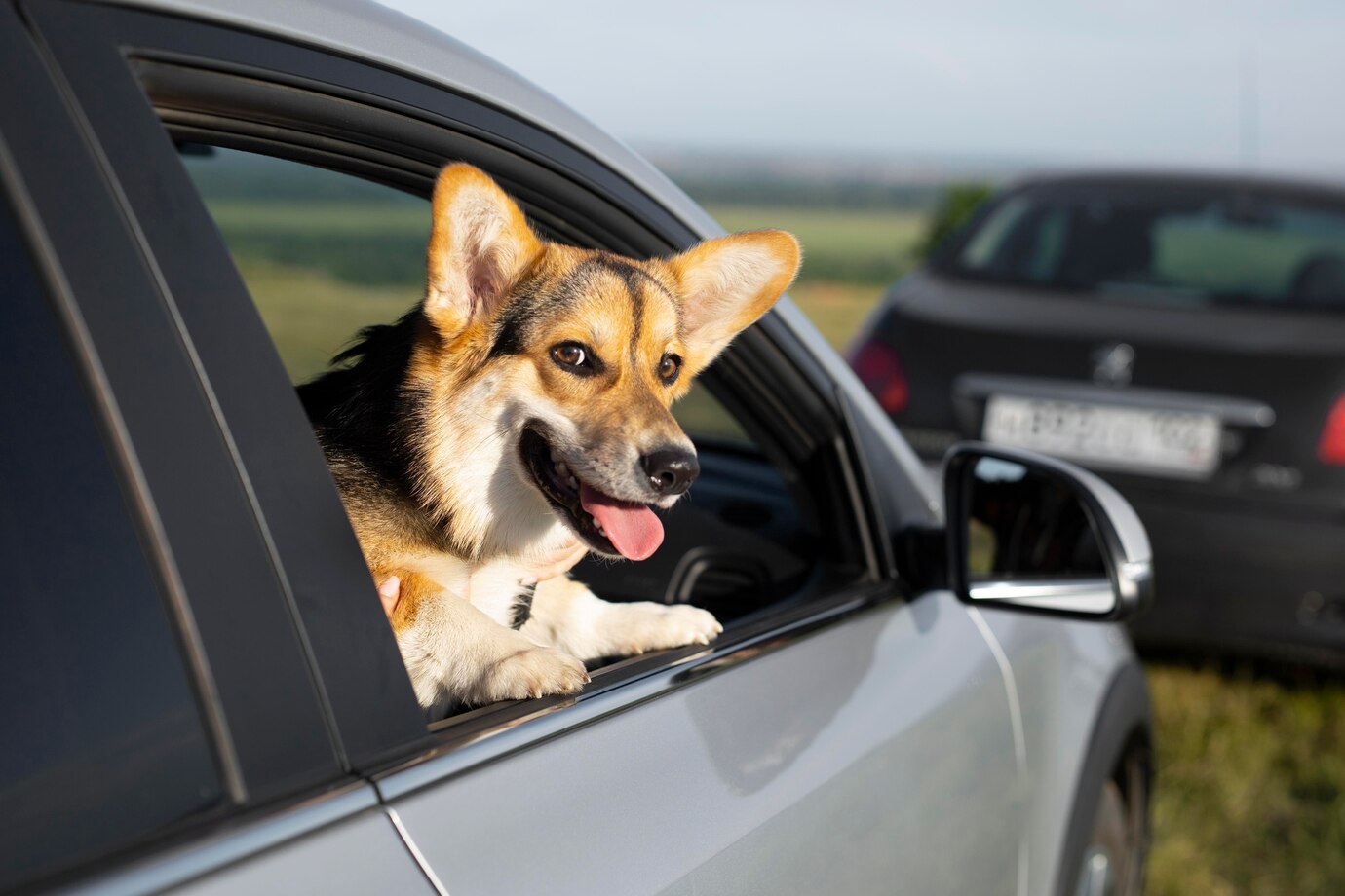 Тульский кинолог Митин рассказал, как приучить собаку к езде в машине