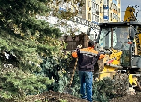 Жители Тулы возмутились вырубке голубых елей на улице Кутузова в Пролетарском округе