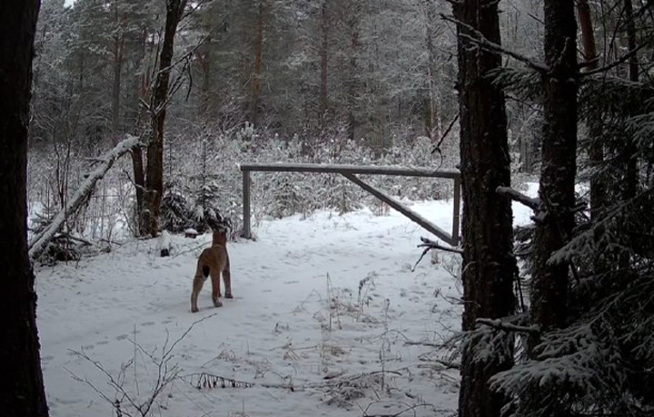 Рысь с рысенком попали в объектив фотоловушки на границе Тульской области