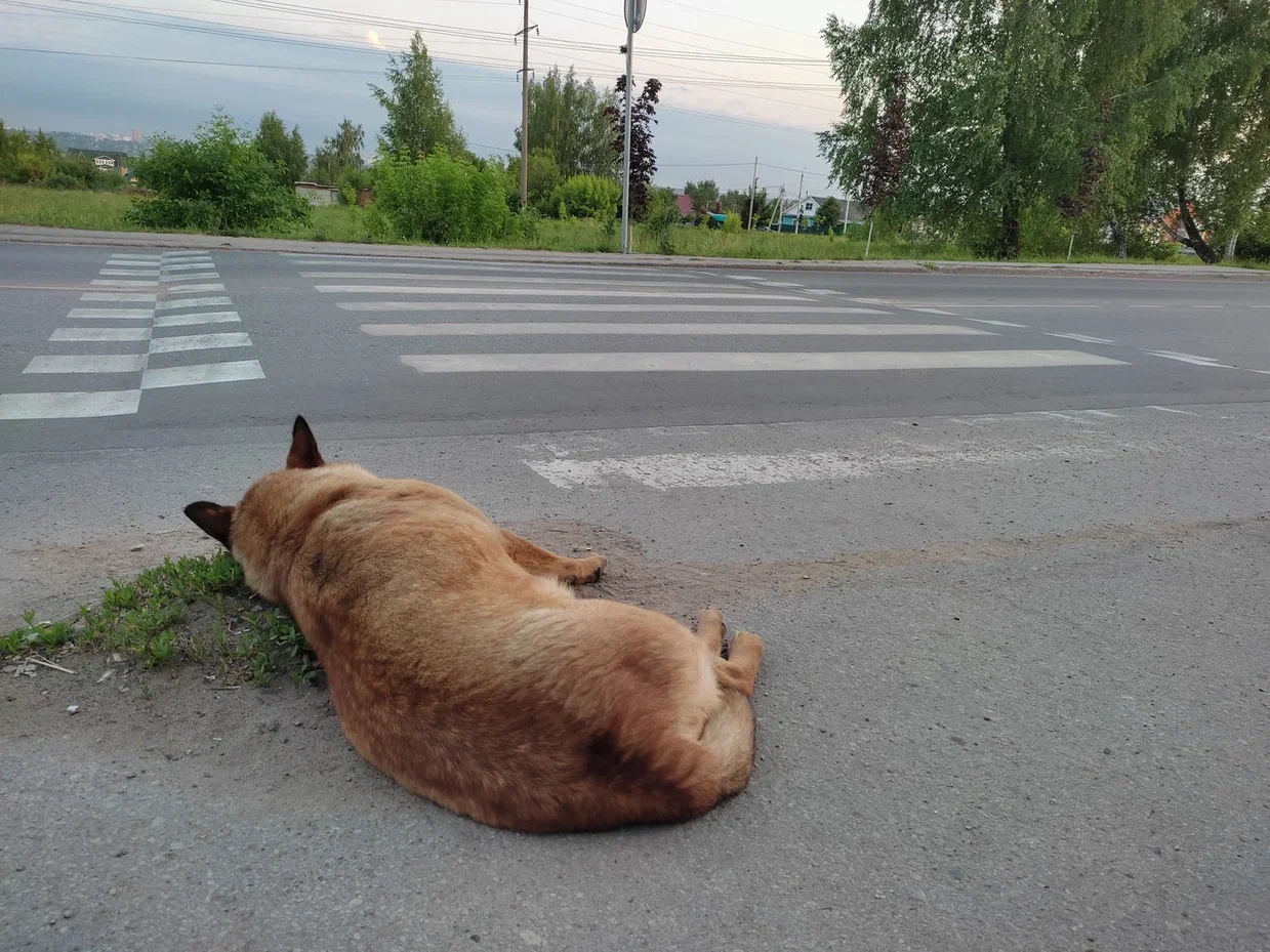 Жители Алексина пожаловались на бродячих собак, растерзавших кур — ТСН 24